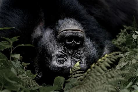 Guide To Gorilla Habituation Experience In Uganda