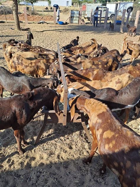 Brown Men Sirohi Female Goat Weight Kg At Rs 250kg In Nagaur Id