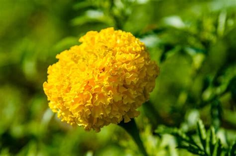 Flor de caléndula amarilla caléndulas africanas tagetes erecta en un