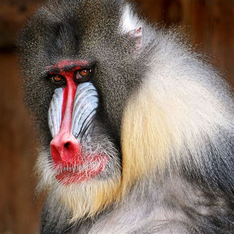 Mandrill Baboon