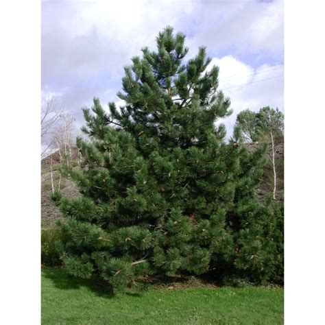 Pinus Nigra Subsp Nigra