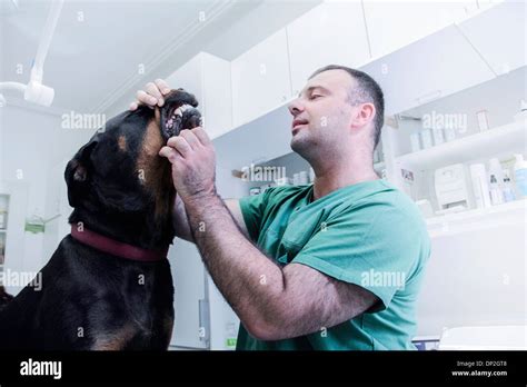 Vet Examining A Dog Stock Photo Alamy