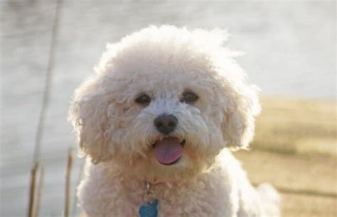 14 Amazing Facts About Bishon Frises You Probably Never Knew - Page 3 ...