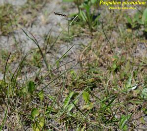 Paspalum Plicatulum Photos ISB Atlas Of Florida Plants ISB