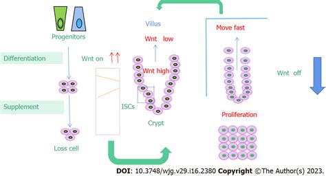 Molecular Regulation Mechanism Of Intestinal Stem Cells In Mucosal