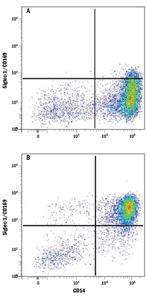 Human Siglec 1cd169 Antibody Randd Systems™ 100μg Fisher Scientific