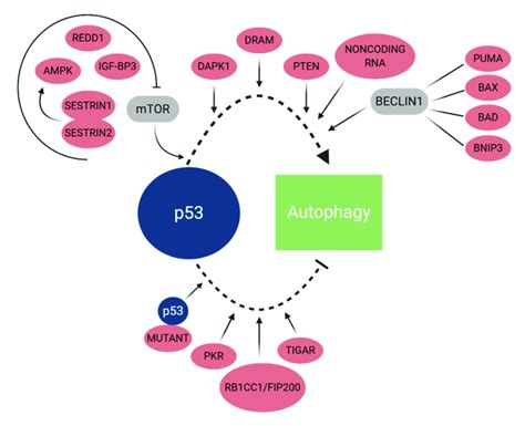 Regulation Of Autophagy By P53 Signaling Download Scientific Diagram