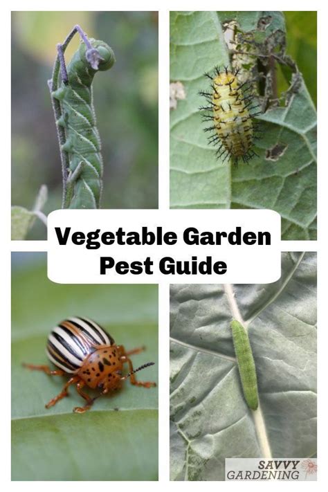 Guide to vegetable garden pests identification and organic controls ...