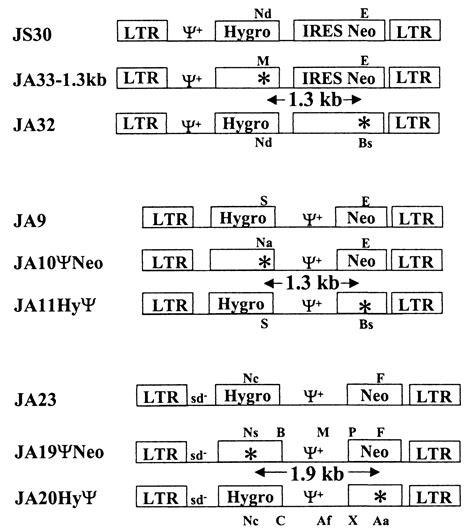 Effect Of The Murine Leukemia Virus Extended Packaging Signal On The