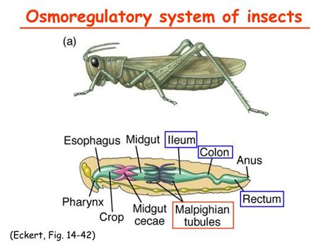 Ppt Invertebrates Excretory Systems Powerpoint Presentation Id 351487