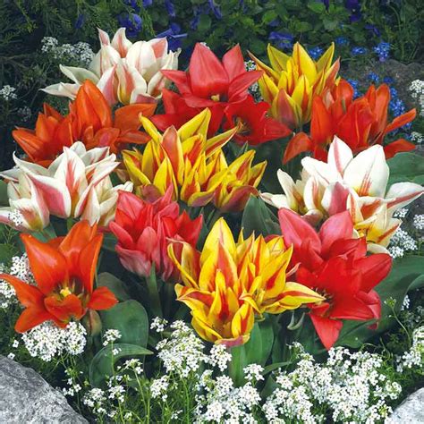 Get Tulip Low Growing Bouquet Spring Flowering Bulbs In Mi At English