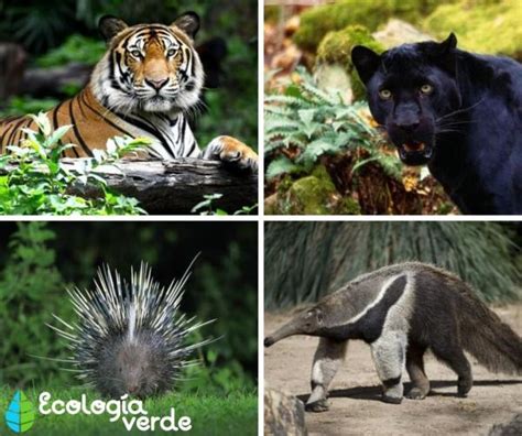 Bosques tropicales características flora y fauna Resumen