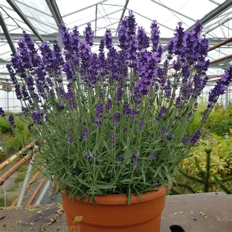 Buy Large English Lavender Lavender Angustifolia Hidcote 10 Litre