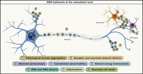 Hallmarks Of Neurodegenerative Diseases Cell