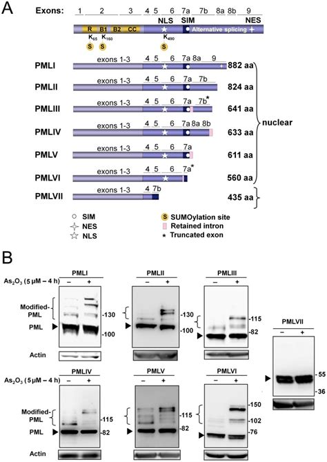 A Schematic Representation Of The Domain Structure Of Pml Isoforms