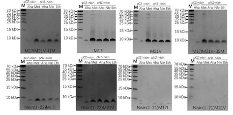 Figure 1 From Lipidated Variants Of The Antimicrobial Peptide Nisin