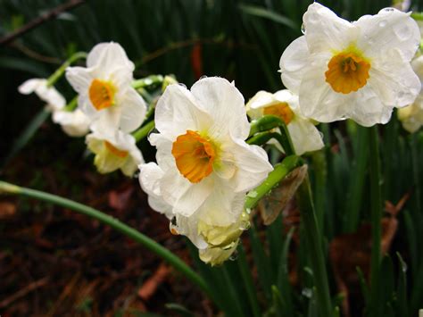 Spring Flowers Daffodils Smell Pretty Flowers Free Nature Pictures By Forestwander Nature