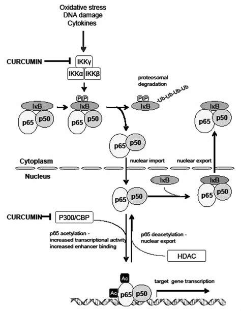 The Nf B Signaling Pathway Inhibitory Action Of Curcumin Is Showed