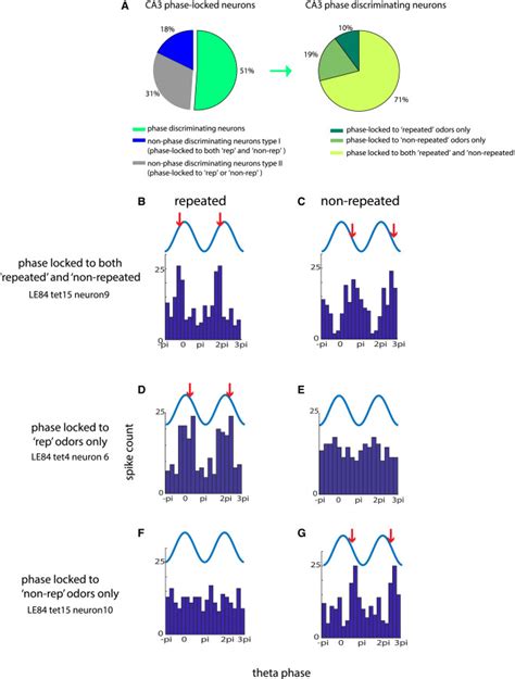 Phase Locking Of Hippocampal CA3 Neurons To Distal CA1 Theta