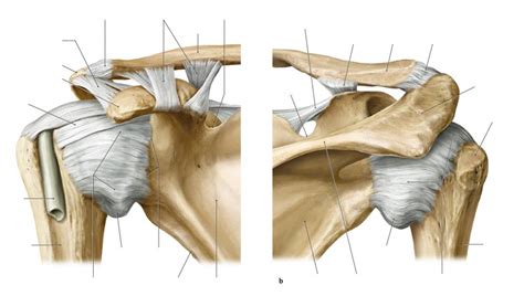 Art Humeri Glenohumerale Von Ventral Und Dorsal Ii B Nder Diagram