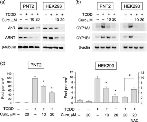 Effects Of Curcumin Curc On 2378 Tetrachlorodibenzo P Dioxin