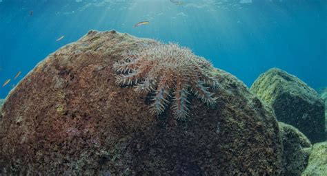 Crown of Thorns Starfish - Great Barrier Reef Foundation - Great ...