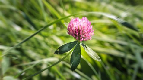 Bildet natur blomstre anlegg felt plen eng prærie blad vår