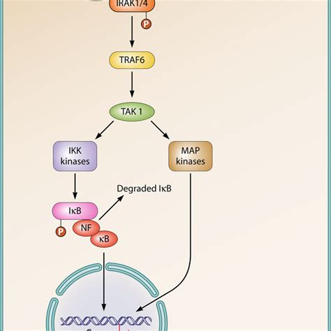 Structure Of Flagellin With Four Major Domains Indicated Ncbi Gen