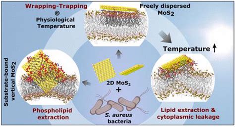Mos2 纳米片对金黄色葡萄球菌细菌膜的杀菌活性的包裹 捕获与提取机制langmuir X Mol