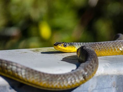 10 Facts About The Green Tree Snake (Australia) - Snake Radar