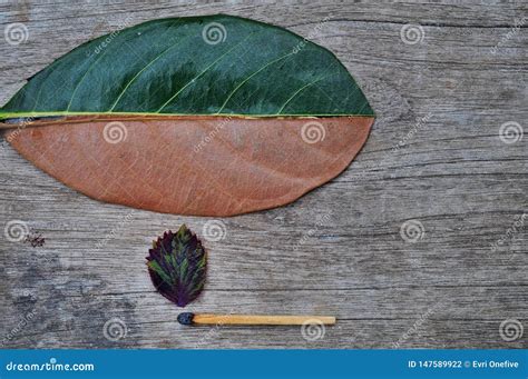 Verde De La Mitad Y Media Hoja Seca Del Oto O En El Fondo De Madera