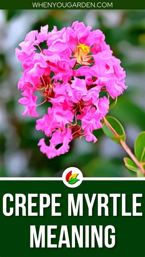 Crepe Myrtle Meaning and Symbolism - WhenYouGarden.com