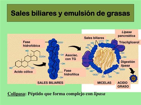 Ppt Bolilla Metabolismo De Los L Pidos Digesti N Y Absorci N De