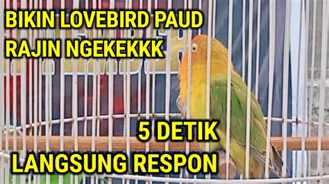 Pancingan Ampuh Lovebird Paud Ngetik Dan Ngekek Panjang YouTube