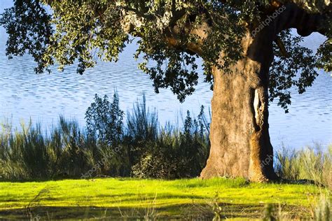 Cork oak Stock Photo by ©enigma 6127894