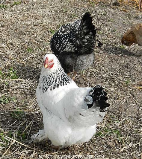 A Beginners Guide To Raising Backyard Chickens For Eggs