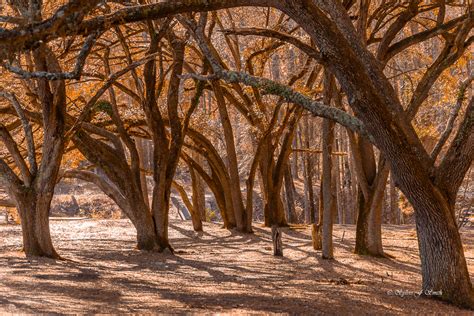 Sesquicentennial State Park Sc Sylvie S Adventures