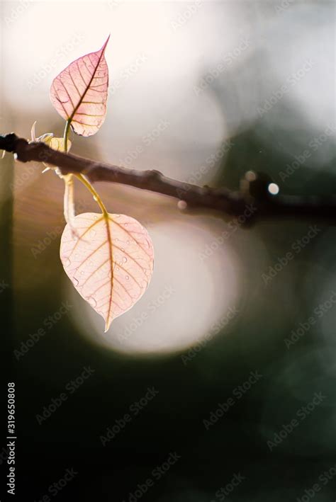 Green Bo Leaf With Sunlight In The Morning Bo Tree Representing