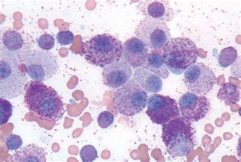 Mast Cell Tumors In Cats Clinical Update And Possible New Treatment