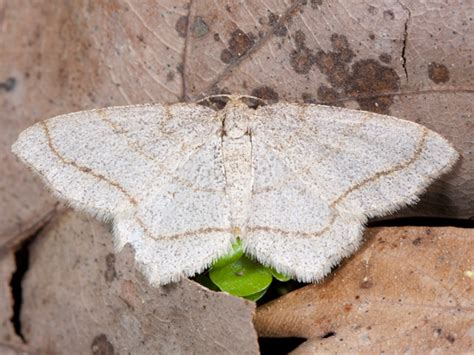 Four Spotted Angle Trigrammia Quadrinotaria Bugguide Net