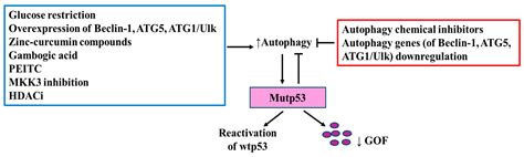 Biomolecules Free Full Text Recent Advances On Mutant P53