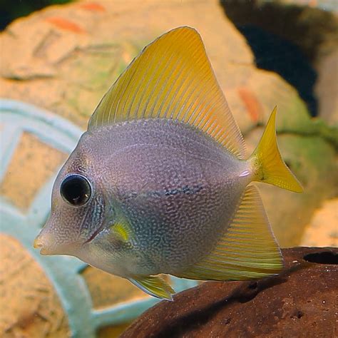 Purple Tang Fish