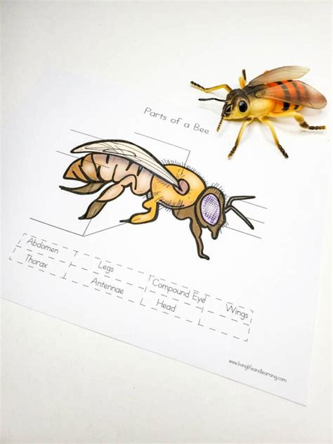 Honey Bee Life Cycle Worksheets Story Living Life And Learning