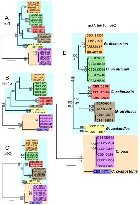 Phylogrammes Showing Individual Gene Phylogenies And Combined Phylogeny