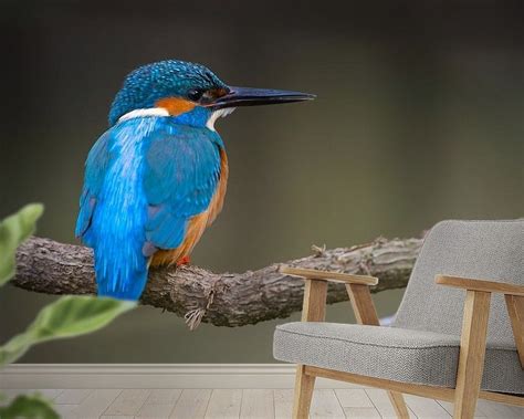 Ijsvogel Van Ijsvogels Nl Corn Van Oosterhout Op Canvas Behang En Meer