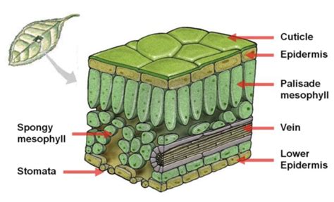 2 21 Leaf Structure And Its Adaption For Photosynthesis Diagram Quizlet