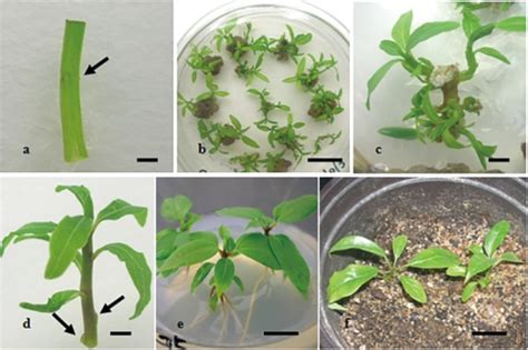 Plantlet Regeneration From Stem Segment With Nodule Of Open I