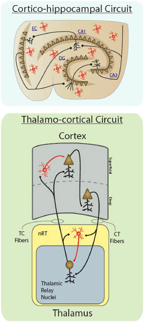 The Cortico Hippocampal And Thalamocortical Circuits Top Schematic Of Download Scientific