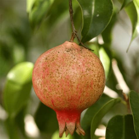 How To Grow Pomegranates Garden For Beginners