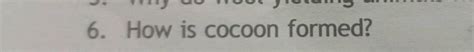6 How Is Cocoon Formed Filo